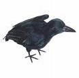 Pancha-pakshi-Crow