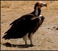 Pancha-pakshi-Vulture