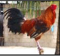 Pancha-pakshi-Cock